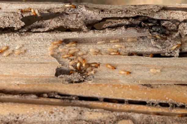 Best Commercial Pest Control Services  in East Dublin, GA